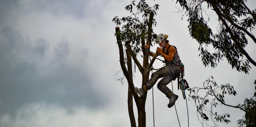 Arborist Haparanda
